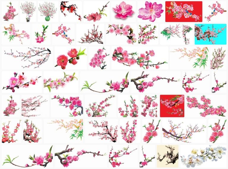 105-stock-hoa-anh-dao-file-psd