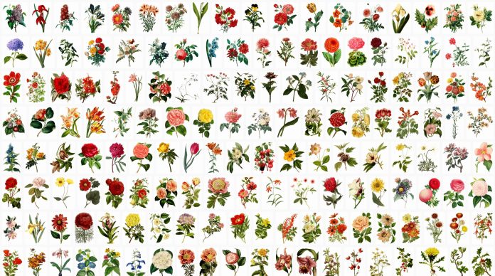 600-flowers-png