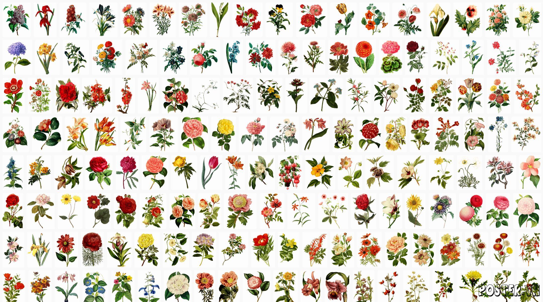 600+ Flowers PNG