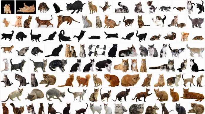 cats-png