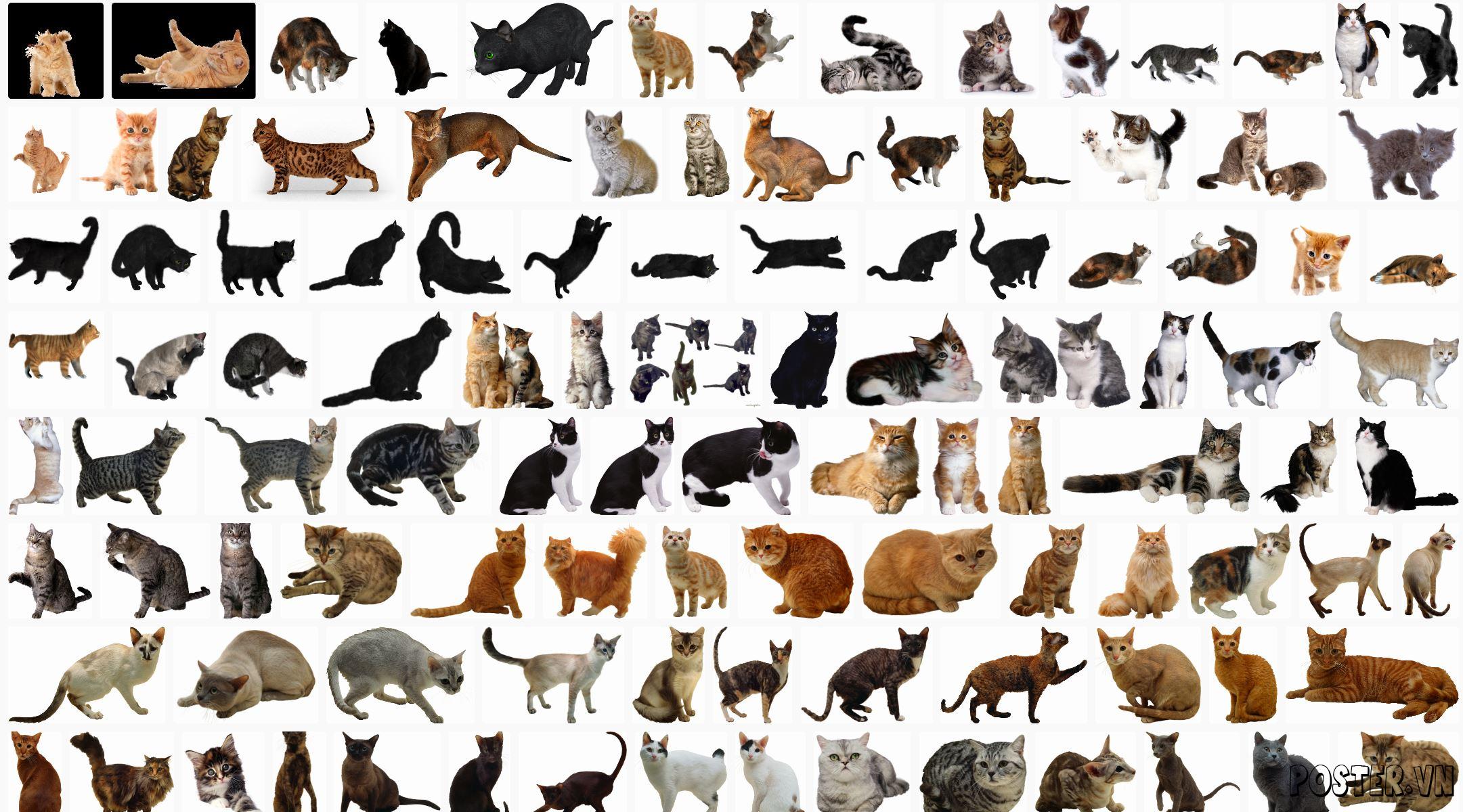 Cats PNG
