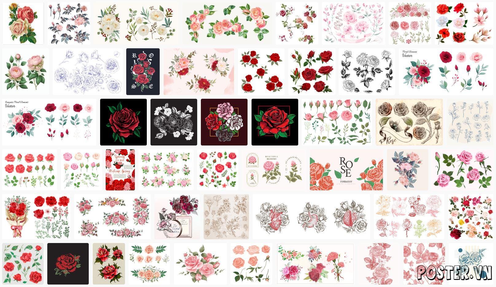 rose-illustration-vectors