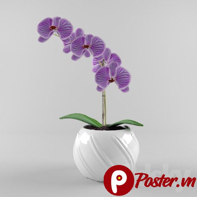 Ảnh hoa lan Hồ Điệp tím trong chậu sứ trắng hiện đại trên nền xám nhạt