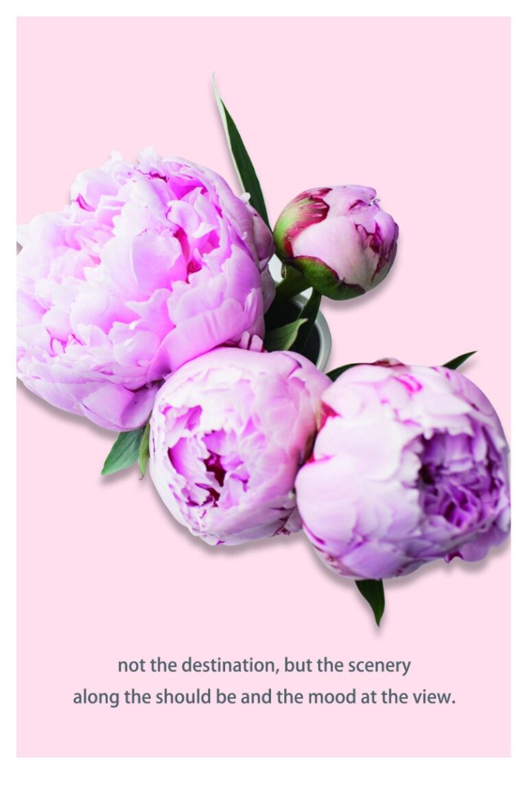 Ảnh hoa mẫu đơn tím đẹp