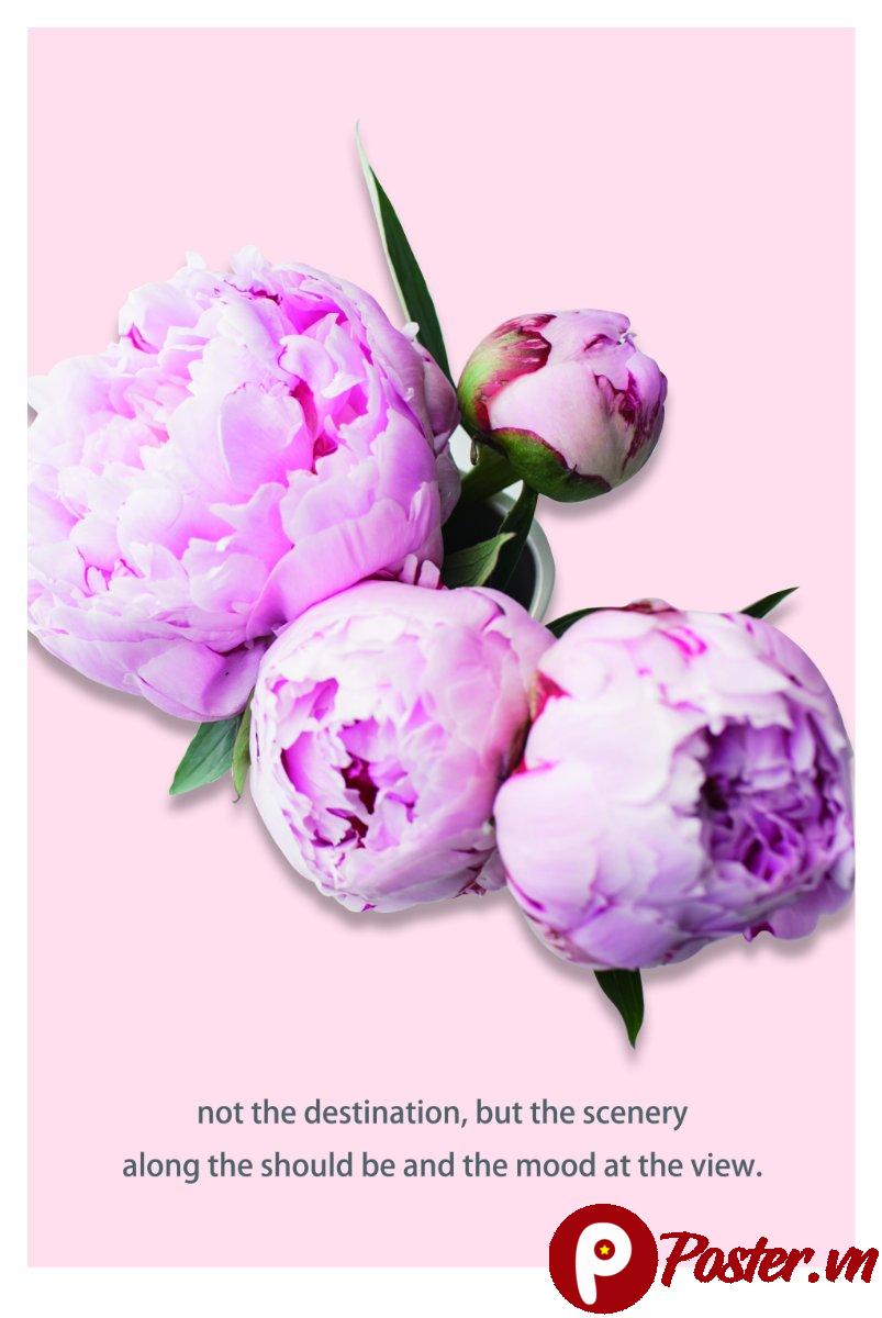 Ảnh hoa mẫu đơn tím đẹp