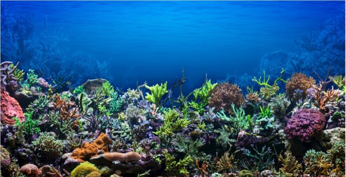 Background đại dương rạn san hô