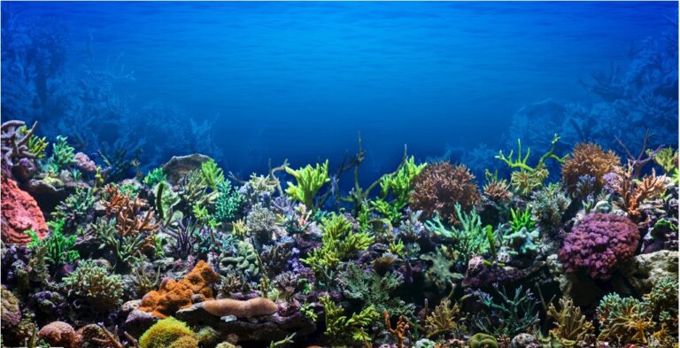 Background đại dương rạn san hô