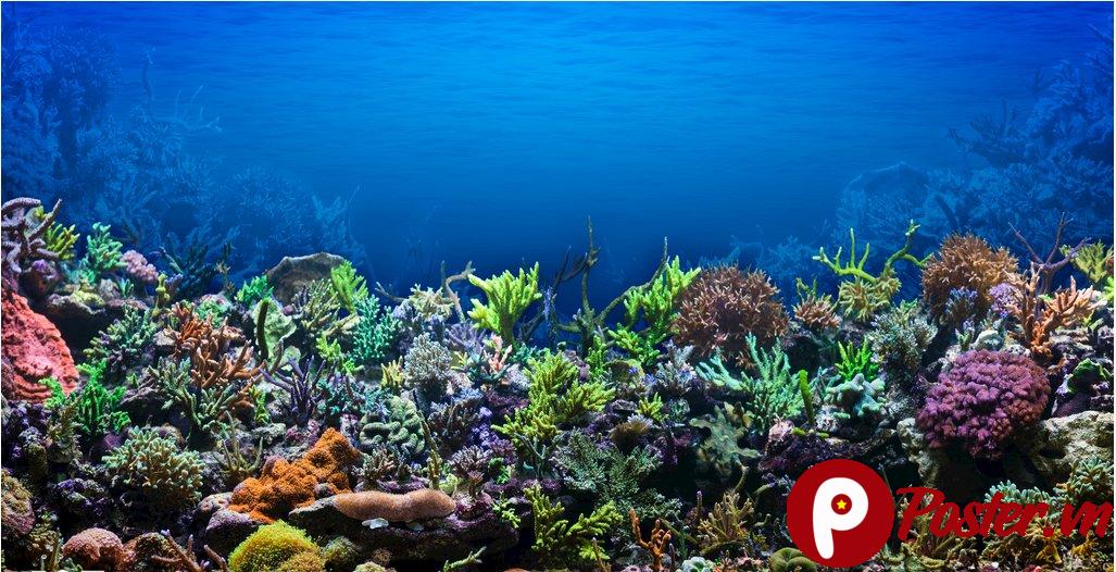 Background đại dương rạn san hô