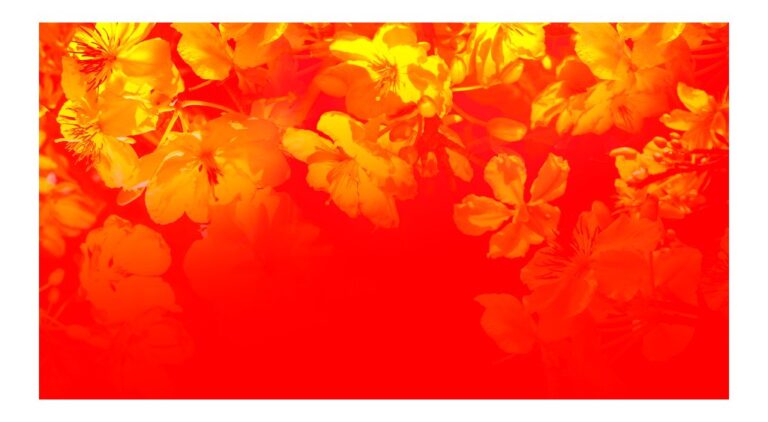 Cành mai vàng rực rỡ nền đỏ