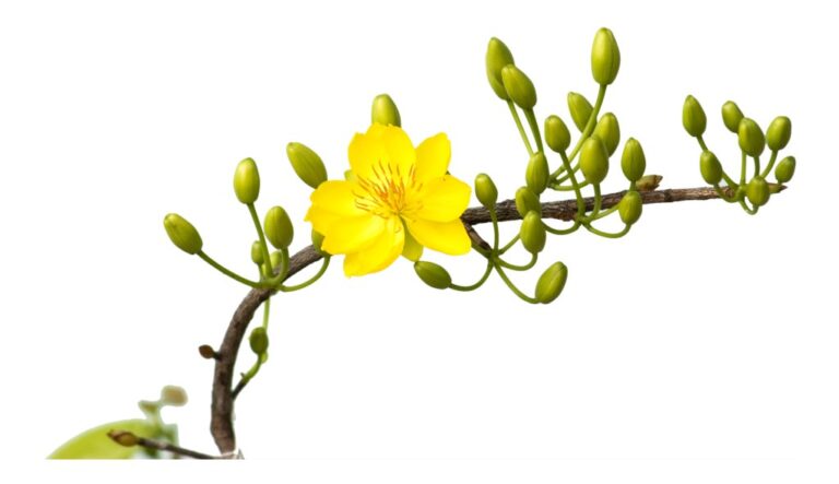 Cành mai vàng ngày Tết