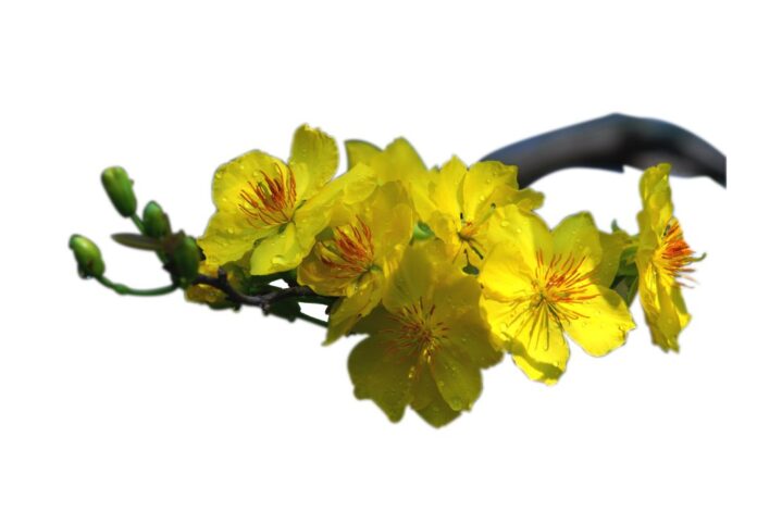 Cành mai vàng Tết