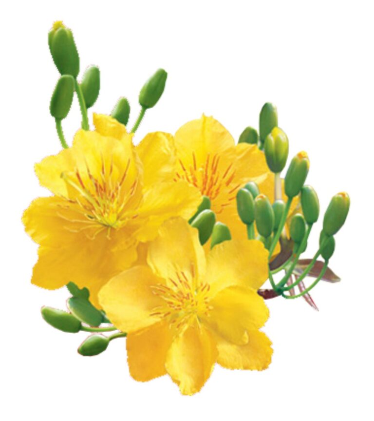 Cành mai vàng vector Tết