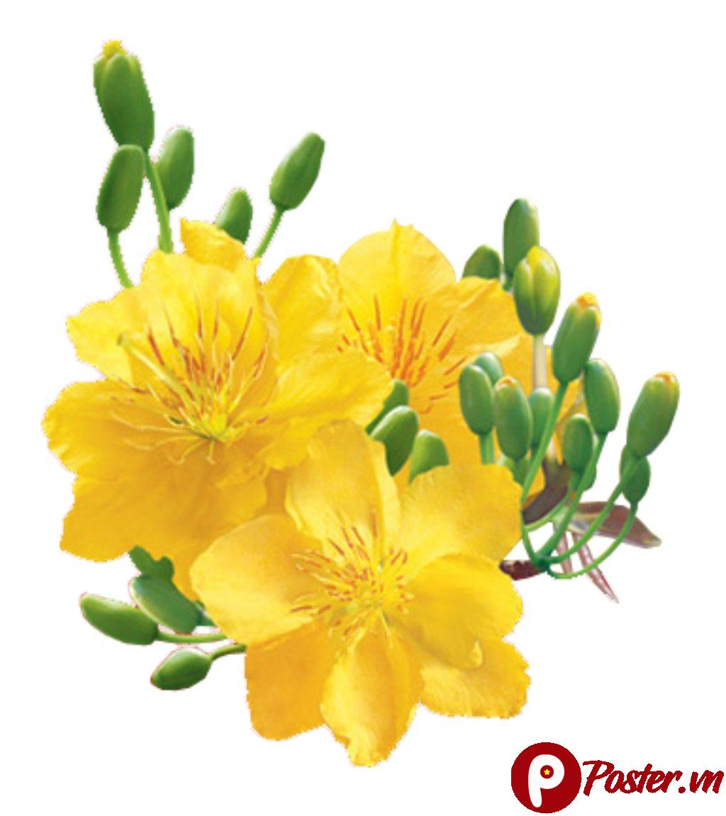 Cành mai vàng vector Tết