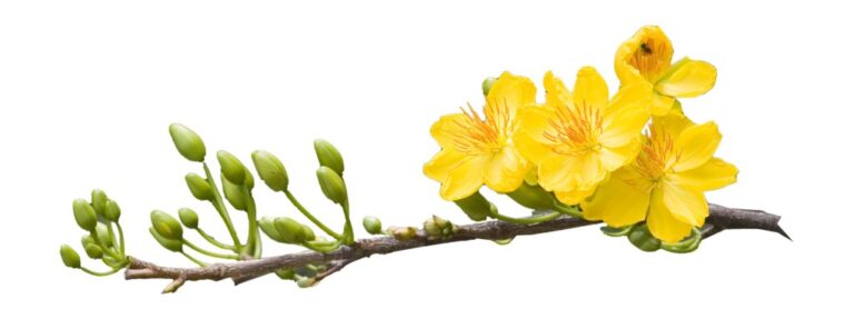 Cành mai vàng Tết
