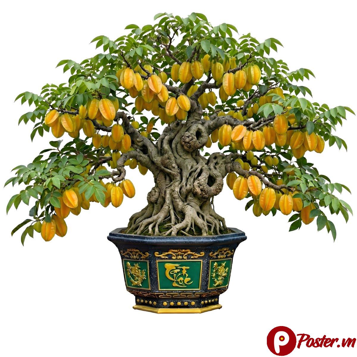 Cây khế bonsai cổ thụ