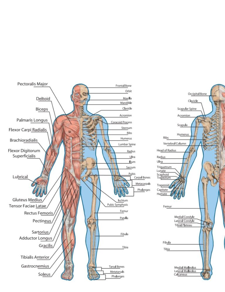 Giải phẫu cơ thể người vector