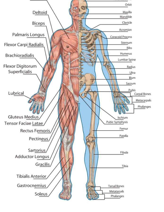 Giải phẫu cơ thể người vector