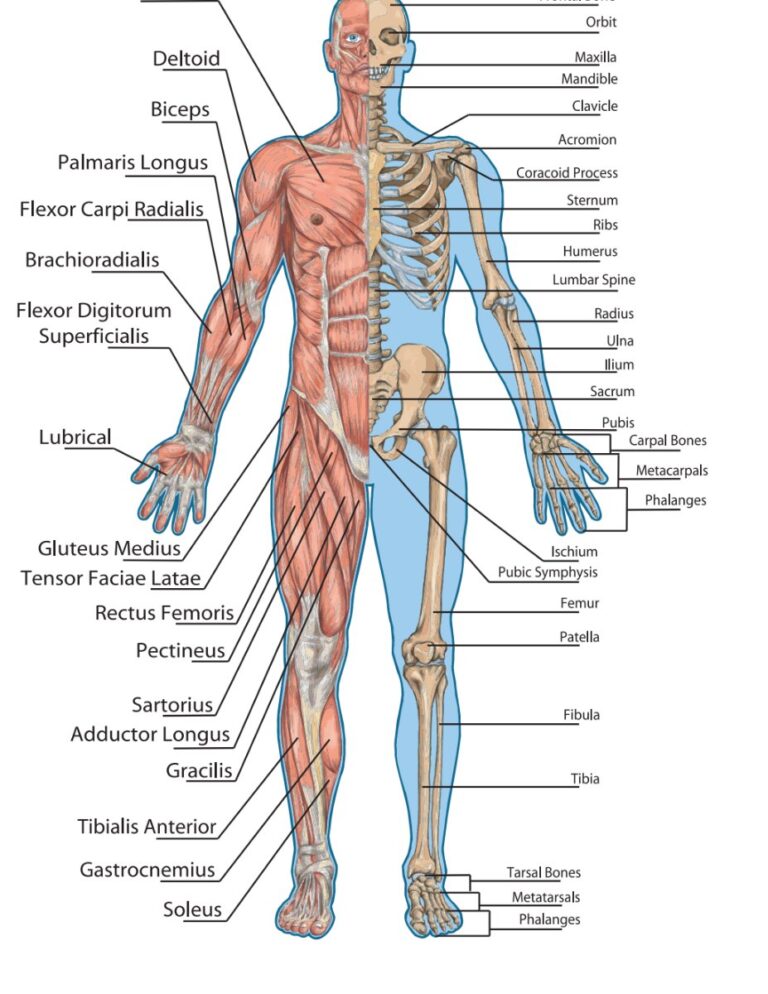 Giải phẫu cơ thể người vector