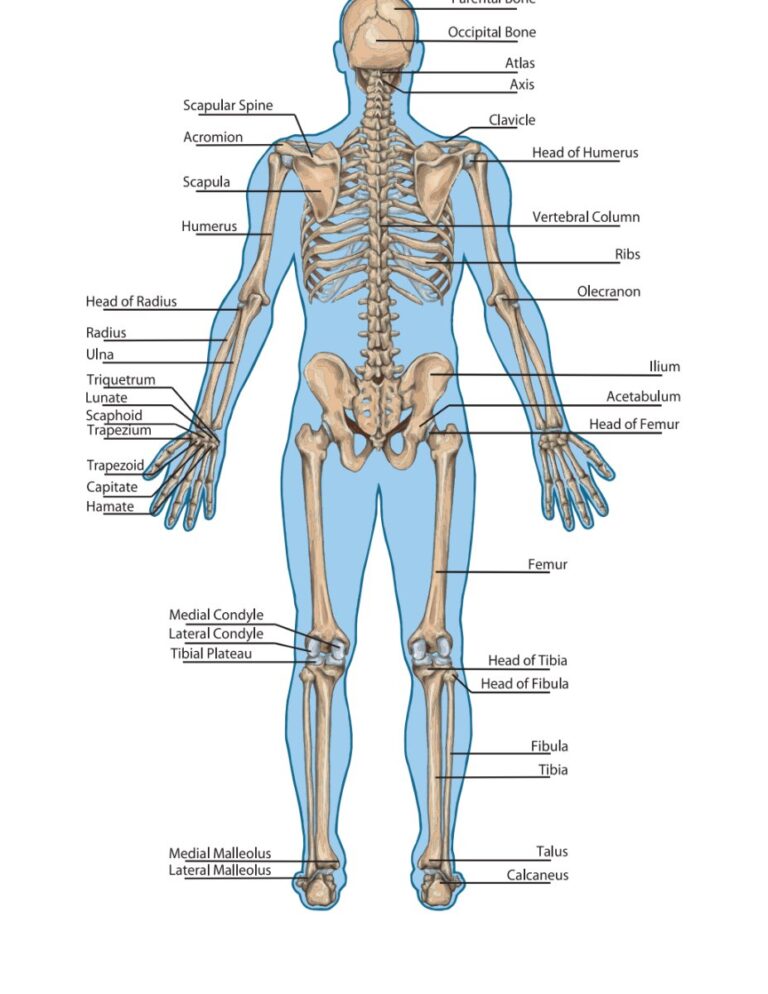 Giải phẫu xương người vector EPS