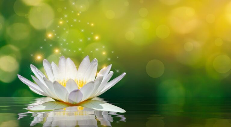 Hoa sen trắng tinh khiết