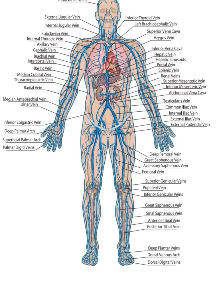 Sơ đồ hệ tuần hoàn người vector
