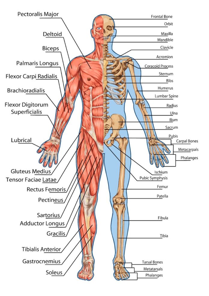 Tranh châm cứu giải phẫu cơ thể