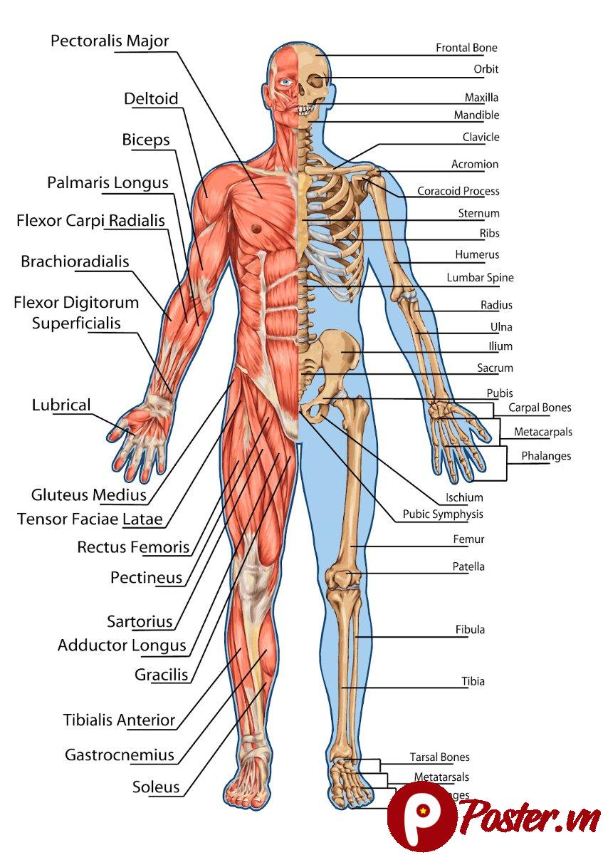 Tranh châm cứu giải phẫu cơ thể