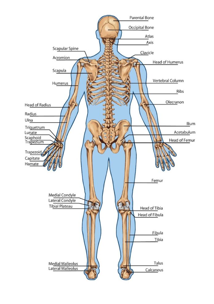 Tranh châm cứu giải phẫu cơ thể