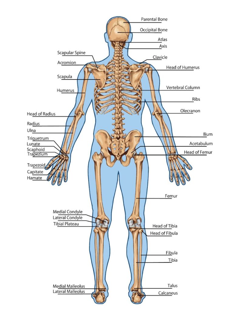 Tranh châm cứu giải phẫu cơ thể