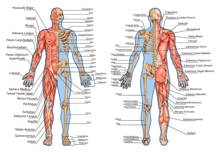 Tranh châm cứu giải phẫu cơ thể