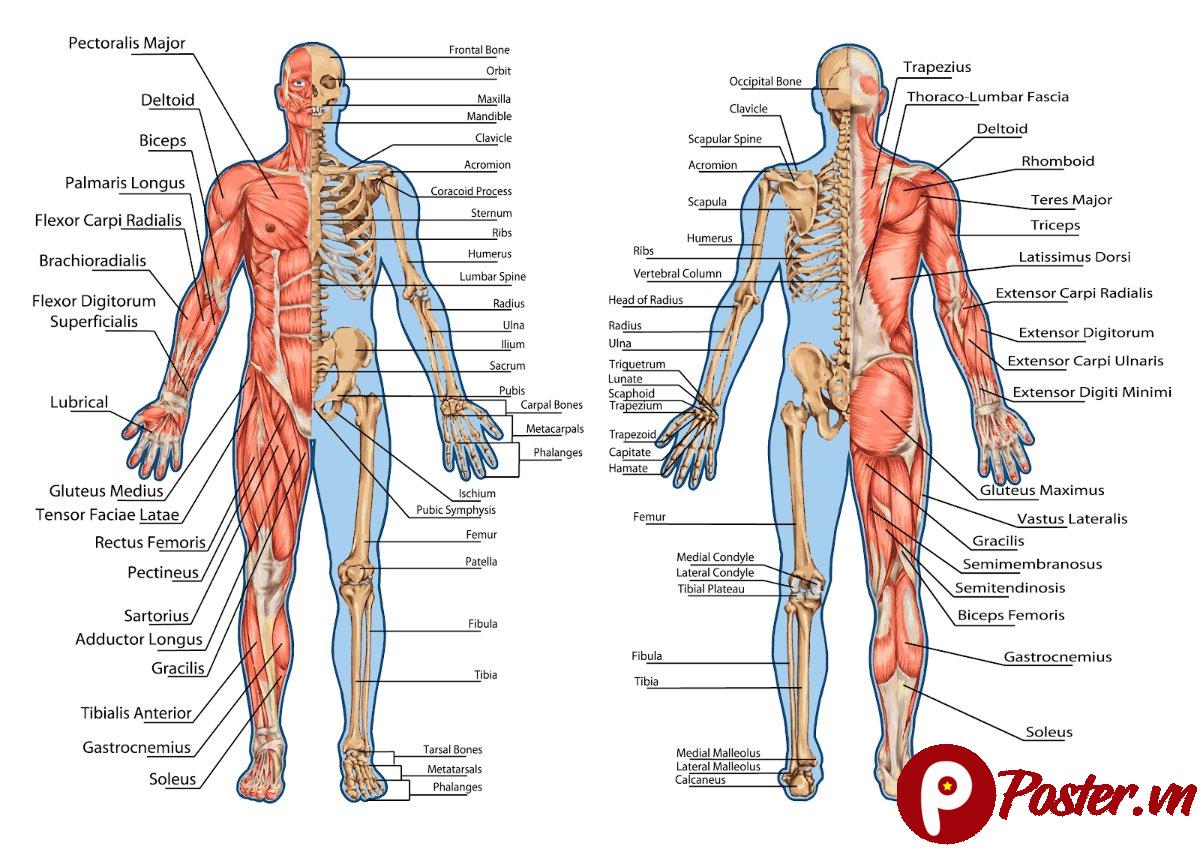 Tranh châm cứu giải phẫu cơ thể