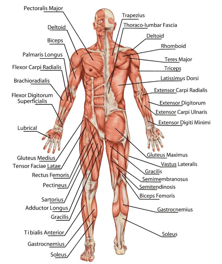 Tranh châm cứu y học vector
