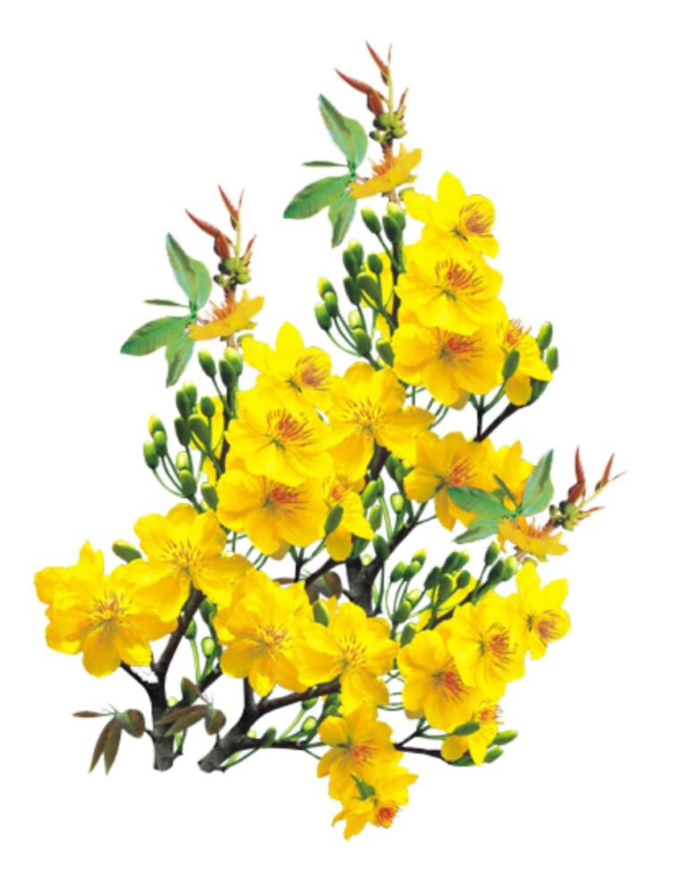 Vector cành mai vàng Tết