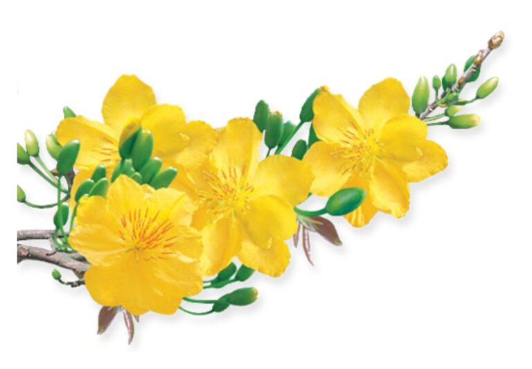 Vector cành mai vàng rực rỡ