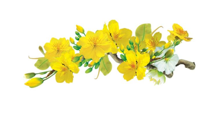 Vector cành mai vàng rực rỡ