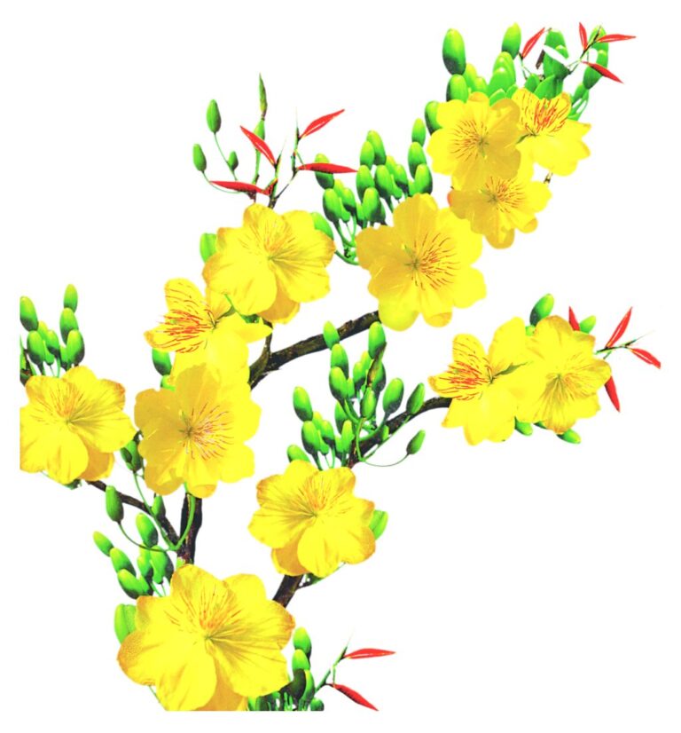 Vector cành mai vàng rực rỡ