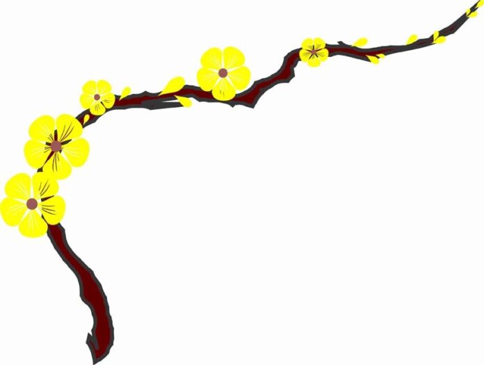 Hoa mai vector trang trí Tết