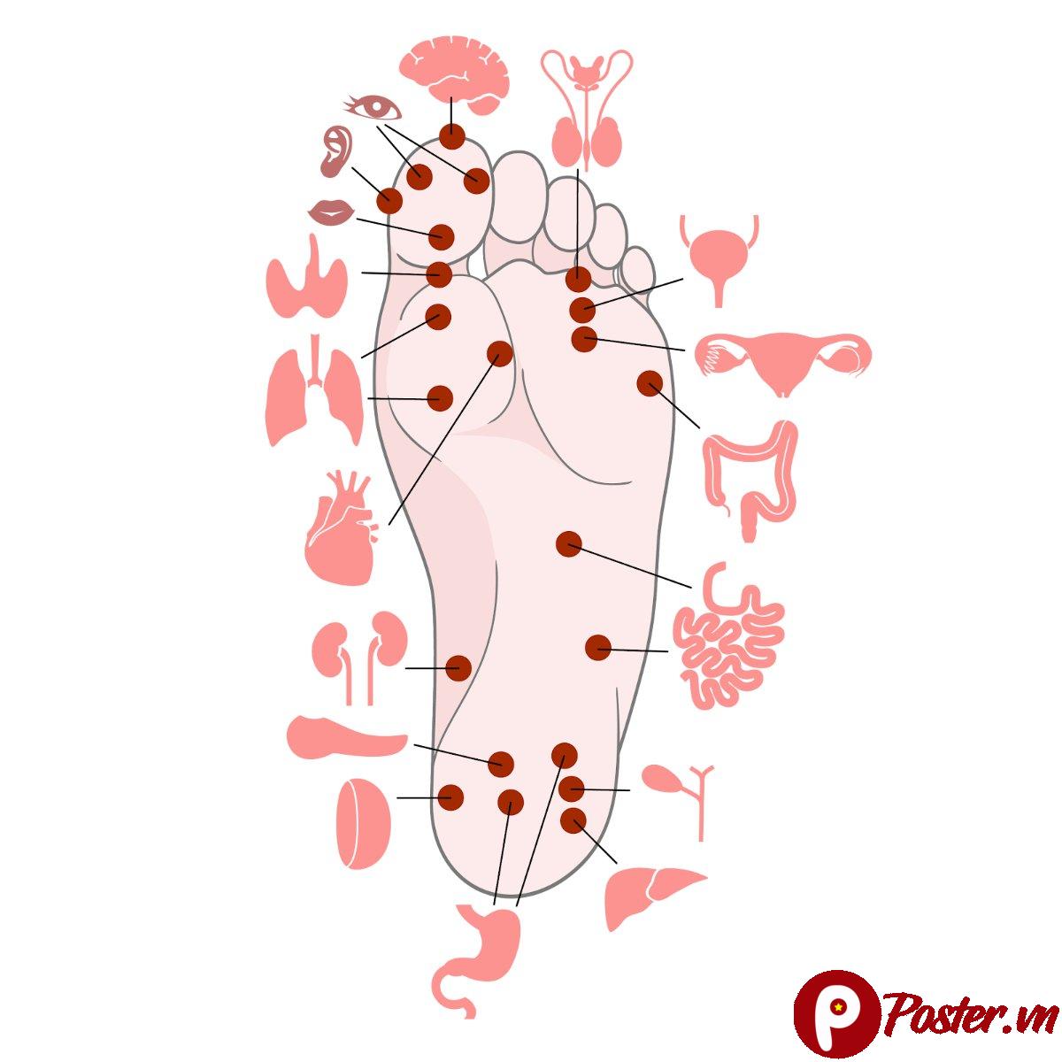 Vector huyệt đạo bàn chân