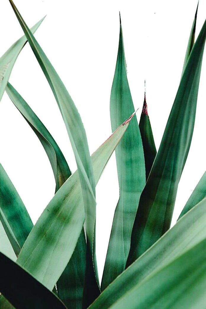 Vector lá cây xanh tối giản