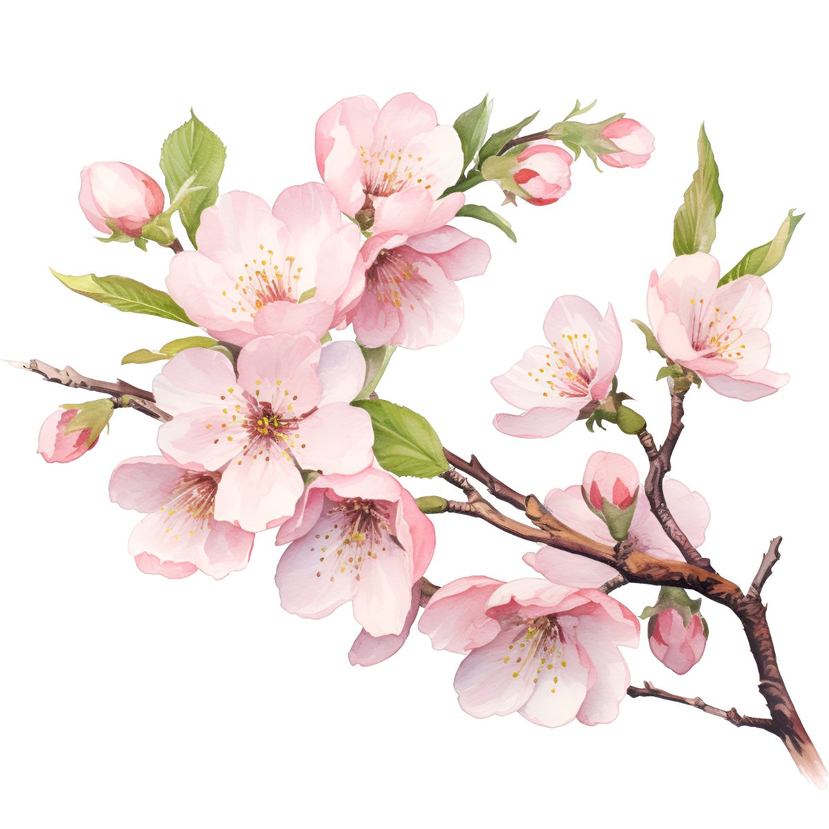 Cành hoa anh đào vector hồng