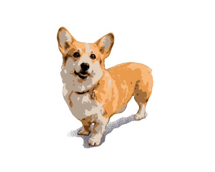 Vector Corgi dễ thương